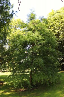 Taxodium distichum - tisovec dvouřadý - celek (96)